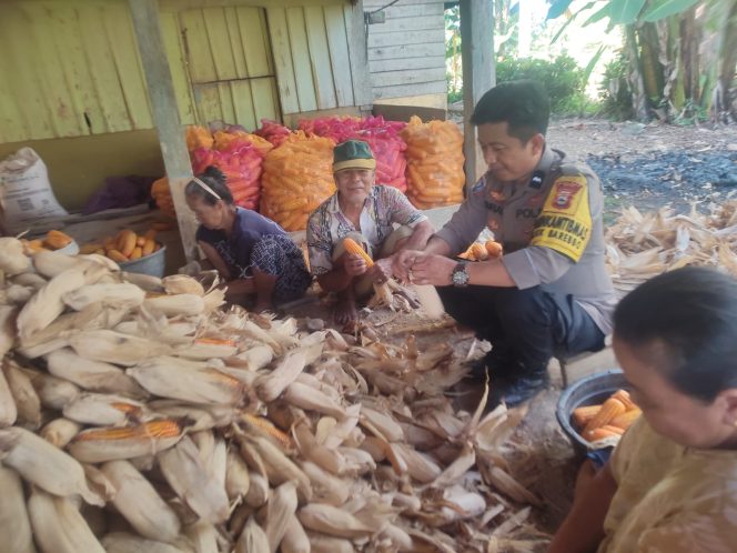 
 Bhabinkamtibmas Desa Cingkang Sambangi Petani Jagung, Ajak Warga Manfaatkan Lahan Kosong