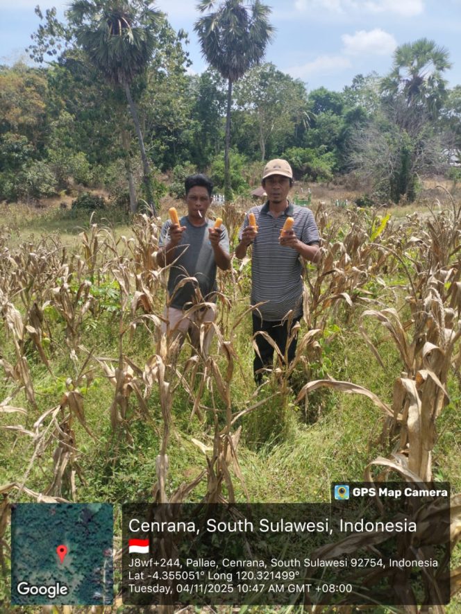 
 ‎Dukung Ketahanan Pangan, Polsek Cenrana Dampingi Petani Panen Jagung Di Desa Pallae.