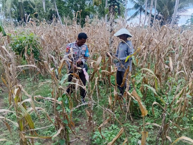 
 ‎Dukung Ketahanan Pangan Nasional, Polisi Penggerak Polsek Cenrana Dampingi Warga Panen Jagung