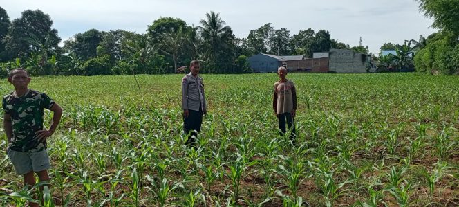 
 Dukung Ketahanan Pangan, Bripka Muh. Tachdir Kunjungi Lokasi Tanaman Jagung di Pinra