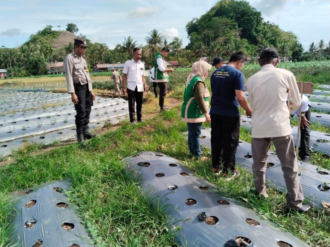 
 Bhabinkamtibmas Polsek Ulaweng Hadiri Kegiatan Penanaman Cabai di Desa Binaannya