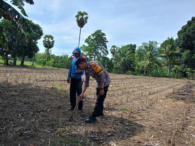 
 Bhabinkamtibmas Polsek Awangpone Lakukan Peninjauan Lahan Penanaman Jagung Warga di Desa Pacing