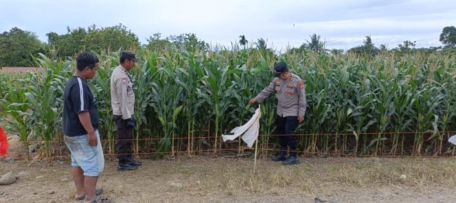 
 Kapolsek Ponre melaksanakan pengecekan kebun jagung yang berada dilokasi PTPN