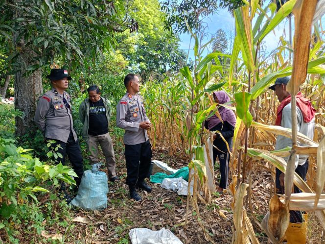 
 Kapolsek Awangpone Lakukan Pengecekan Langsung Kegiatan Pertanian di Lapangan