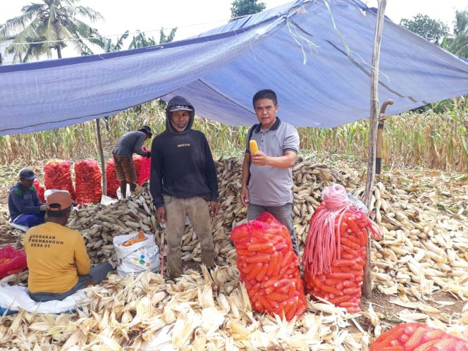 
 Polisi Penggerak Polsek Awangpone  Dampingi Panen Jagung di Weroro Awangpone