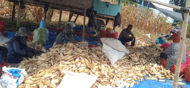 
 Polisi Penggerak Polsek Awangpone Polres Bone Dampingi Panen Jagung di Desa Lappoase