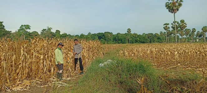 
 Polisi Penggerak Polsek Awangpone Melaksanakan Panen Jagung 1 Hektare di Desa Mallari