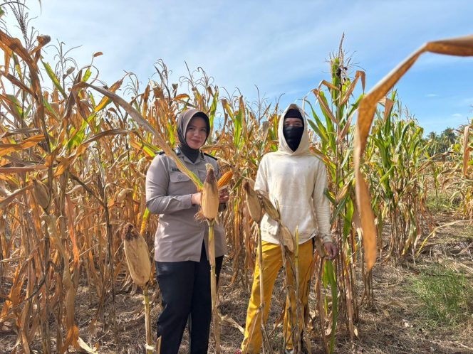 
 ‎Dukung Ketahanan Pangan, Polisi Penggerak Brigpol Elvira Sari Kawal Panen Jagung Warga