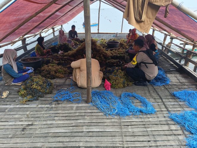
 Dukung Aktivitas Produktif Masyarakat, Aipda Hamdan Sambangi Komunitas Rumput Laut Pallette
