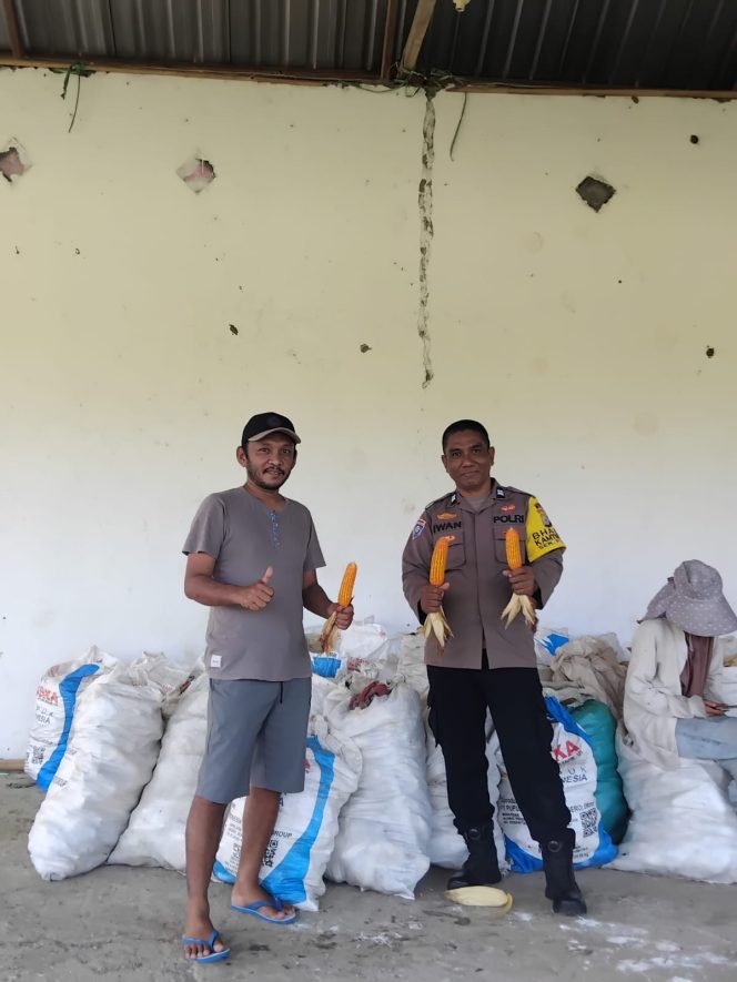 
 Dukung ketahanan pangan, bhabinkamtibmas Polsek Ponre hadir ditengah panen jagung warga