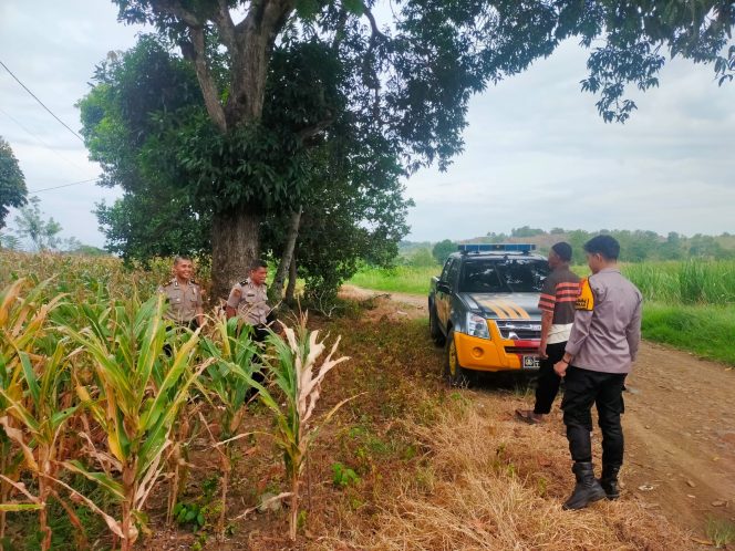 
 Dukung Swasembada Pangan, Bhabinkamtibmas Pantau Pertumbuhan Jagung di Lahan Pemerintah