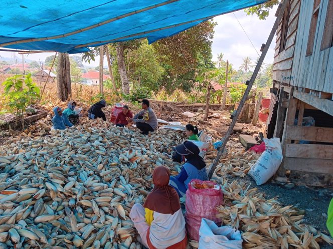 
 Bhabinkamtibmas Polsek Ulaweng Bantu Warga Panen Jagung Kuning