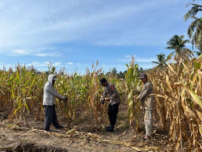 
 Dukung Ketahanan Pangan, Polisi Penggerak Aipda Heriawan Astaman Kawal Panen Jagung Warga