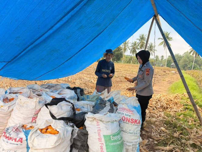 
 Dukung Ketahanan Pangan di Wilayah Binaannya, Ibu Bhabin panen bersama warga