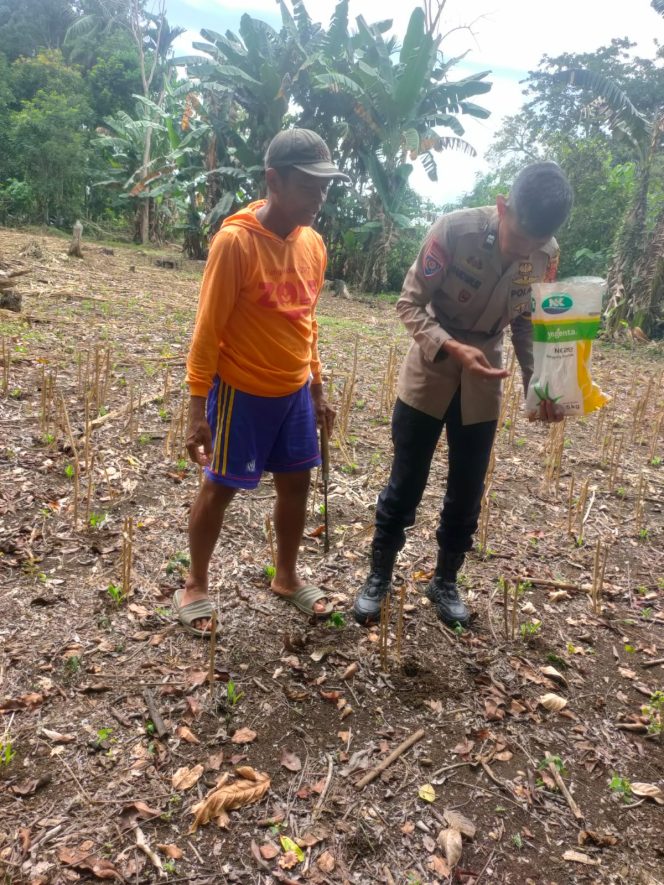 
 Bhabinkamtibmas Lakukan Peninjauan Lokasi Tanaman Jagung Warga di Lingkungan Tengnge, Bajoe