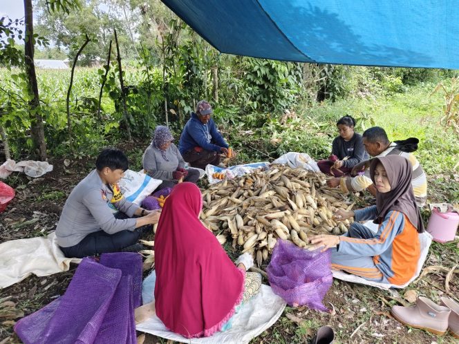 
 Bhabinkamtibmas Bripka Tenri Lesang Hadiri Panen Jagung di Lingkungan Harapan, Bukaka