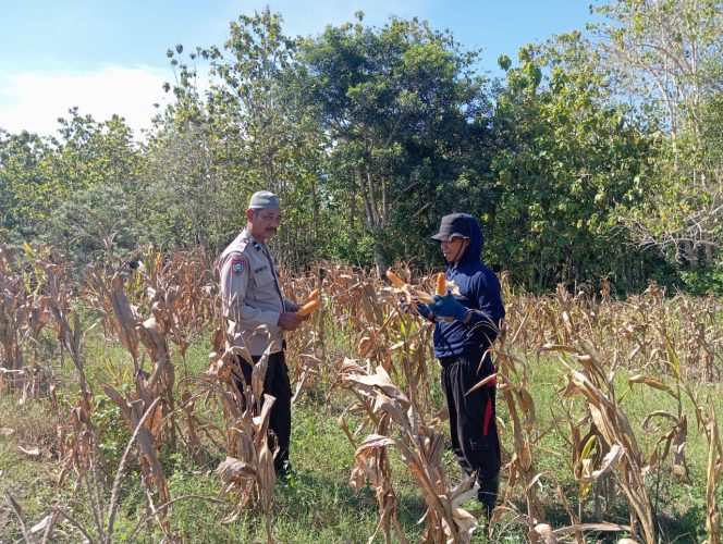 
 Bentuk kepedulian polisi, bhabinkamtibmas Polsek Ponre terjun langsung membantu warga desa Binaannya dalam melaksanakan panen jagung