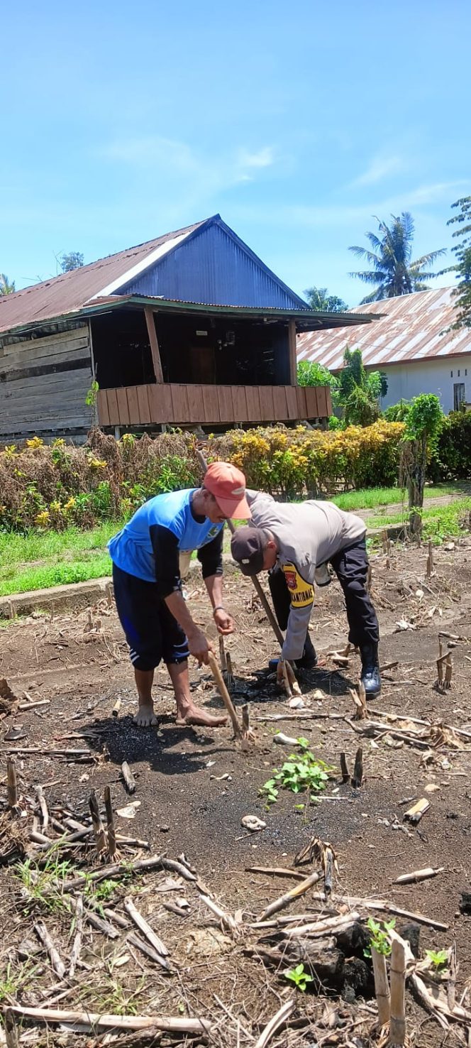 
 POLSEK AWANGPONE DAMPINGI KEGIATAN TANAM JAGUNG KUNING 1 HEKTAR DI DESA KADING
