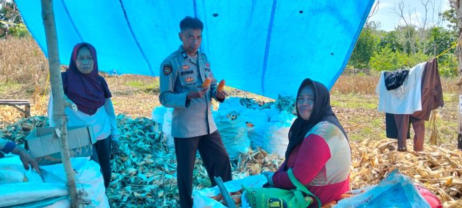 
 Personil Polsek Ulaweng Kunjungi Warganya yang sedang panen jagung