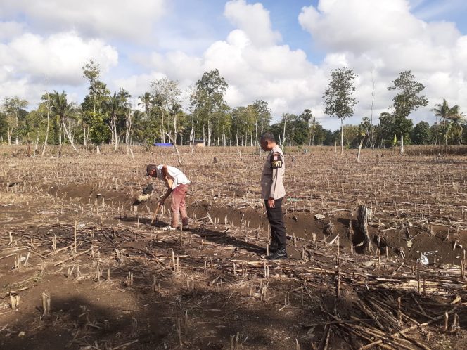 
 Personel Polsek Ulaweng Dampingi Penanaman Jagung, Dukung Program Ketahanan Pangan