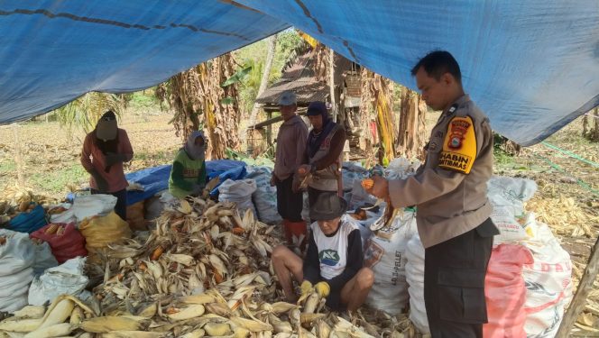 
 Bhabinkamtibmas Polsek Ulaweng Hadir dan Bantu Warga Panen Jagung Kuning