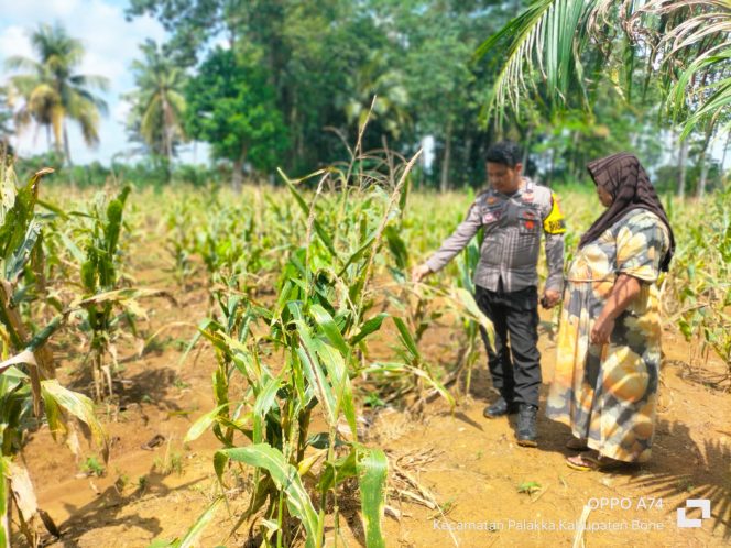 
 ‎Dukung Ketahanan Pangan, Polisi Penggerak Bripka Armansyah Cek Perkembangan Jagung