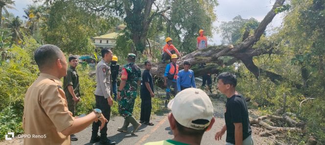 
 Pohon Tumbang Sebabkan Kemacetan, Bhabinkamtibmas Polsek Ulaweng Bersama Babinsa dan BPBD Sigap Datangi TKP