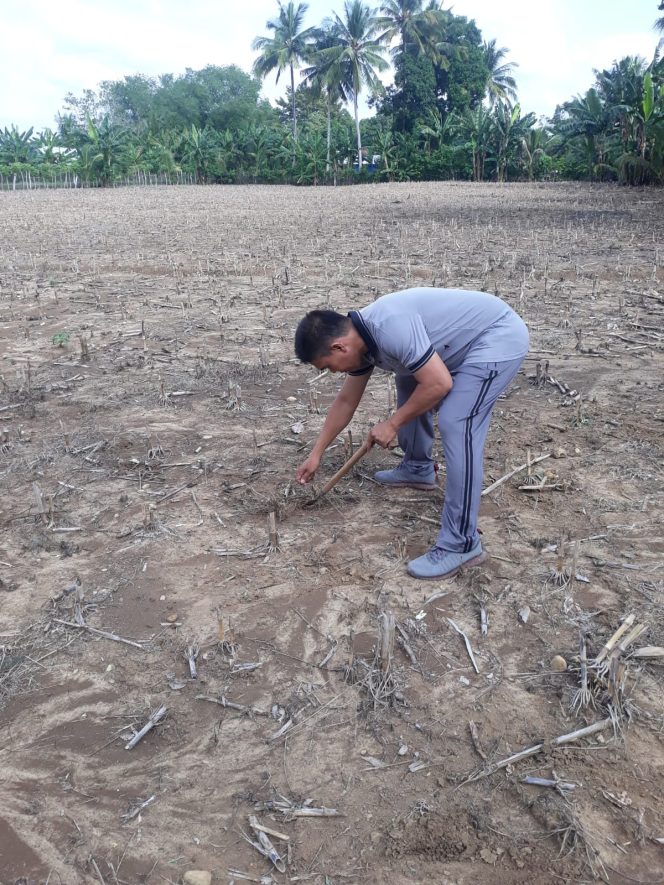 
 Polsek Awangpone Dampingi Penanaman Jagung di Lahan 1 Hektar Warga Desa Mappalo Ulaweng