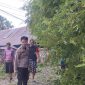 pohon tumbang