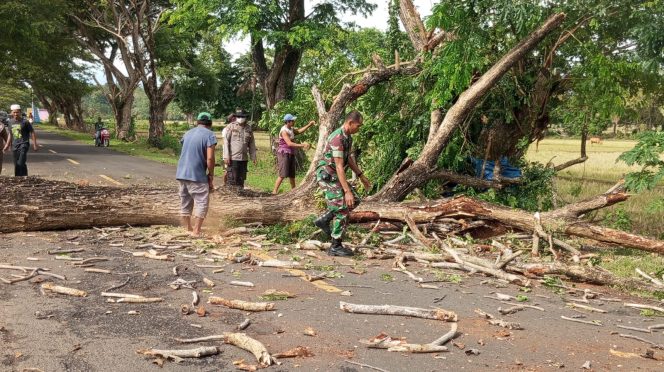 
 Polsek Mare Bersama Warga Bahu-membahu Bersihkan Pohon Tumbang