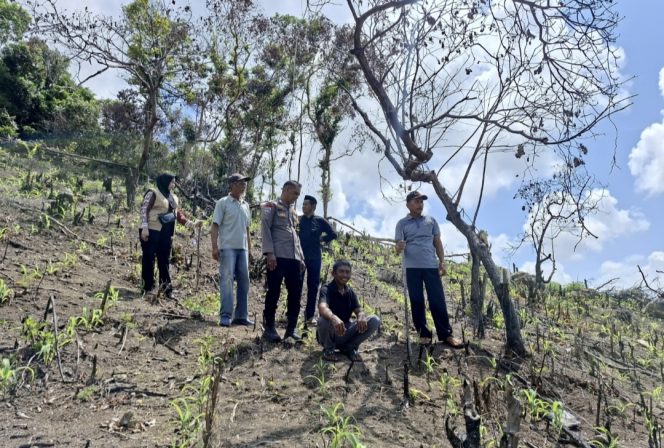 
 Polsek Mare Laksanakan Pengecekan Lahan Jagung Pakan di Desa Ujung Salangketo