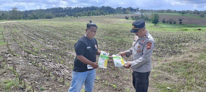 
 Kapolsek Ponre terjun langsung melakukan pengecekan terhadap lahan jagung PTPN PG arasoe didesa Bolli
