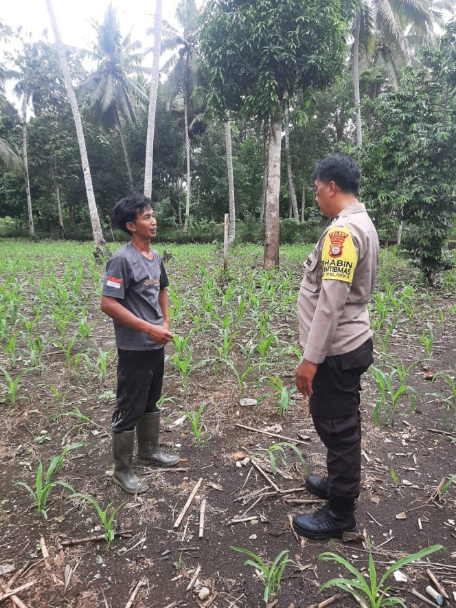 
 Dukung Ketahanan Pangan, Polisi Penggerak Cek Lokasi Penanaman Jagung Seluas Satu Hektar