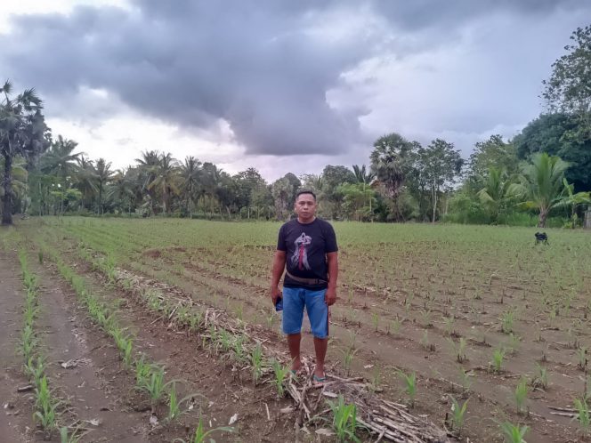 
 Polsek Awangpone Monitoring Penanaman Jagung di Lahan Warga Desa Bulumpare