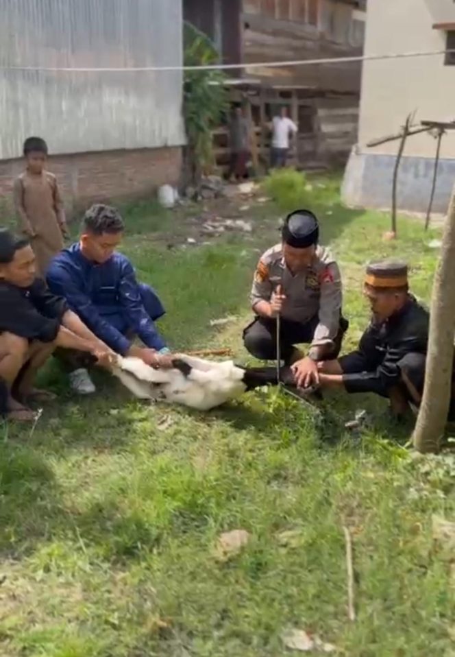
 Personel Polsek Awangpone Laksanakan Penyembelihan Hewan Qurban pada Hari Raya Idul Adha 1447 H