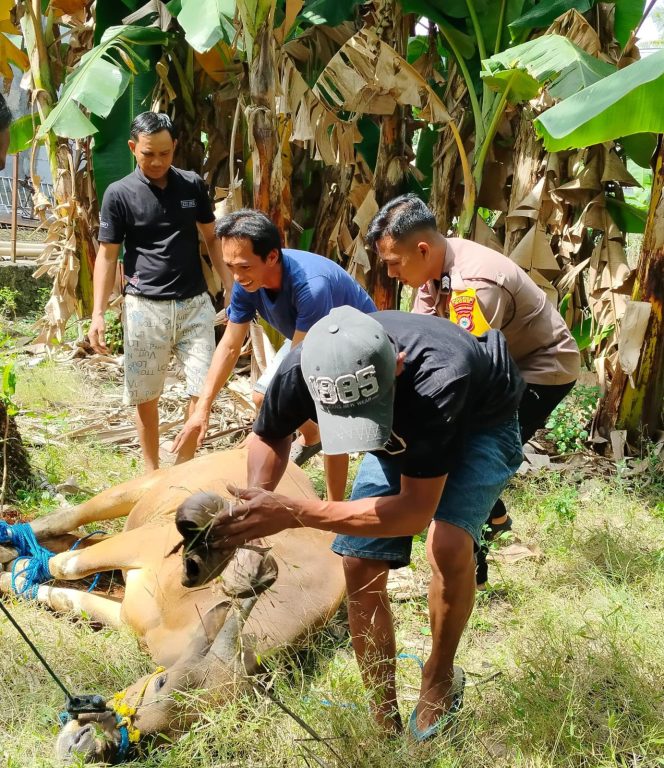 
 Personil Polsek Awangpone Turut Berqurban pada Hari Raya Idul Adha 1447 H di Wilayah Awangpone