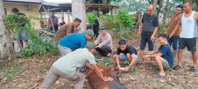 
 KANIT BINMAS SAMBANG SEKALIGUS MONITOR PEMOTONGAN HEWAN QURBAN DESA