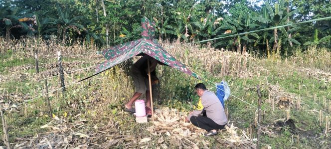 
 Dukung Program Swasembada Pangan, Bripka Sultan Monitoring Panen Jagung Warga di Kelurahan Biru