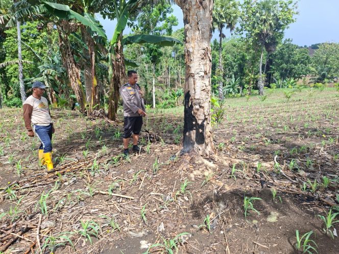 
 ‎Dukung Ketahanan Pangan, Polisi Penggerak Tinjau Perkembangan Jagung di Wilayah Binaannya