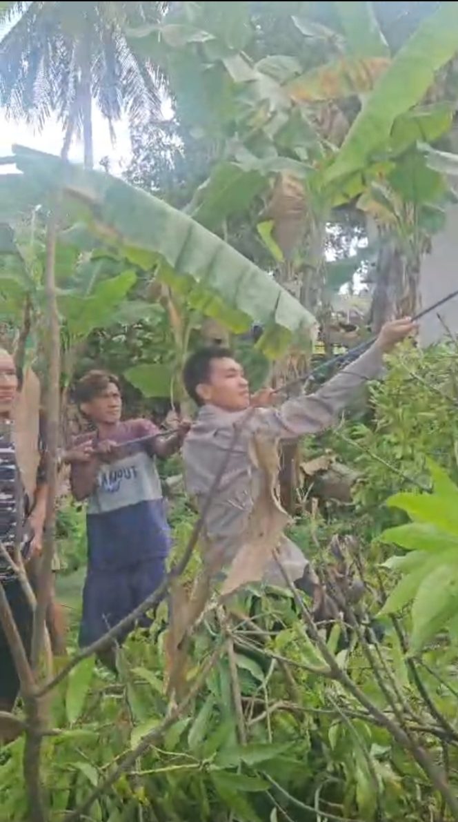 
 Bhabinkamtibmas Kelurahan Apala Gotong Royong Bersama Warga Tarik Pohon yang Ditebang