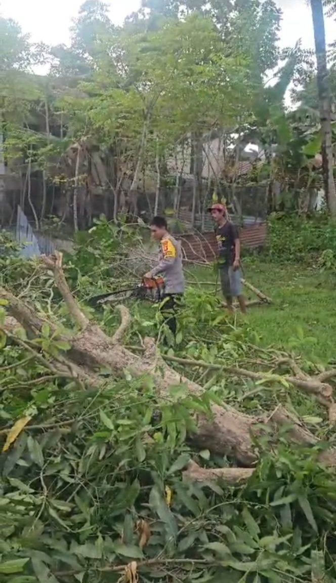 
 Bhabinkamtibmas Kelurahan Apala Gotong Royong Bersama Warga Tarik Pohon yang Ditebang