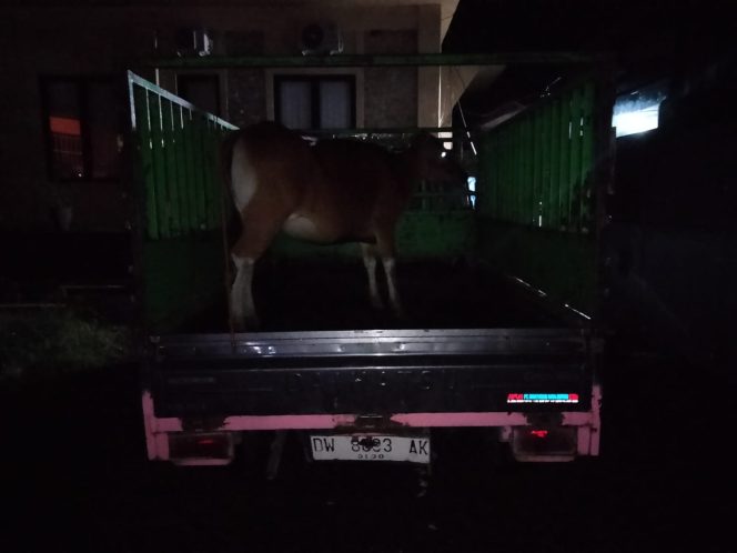 
 PERSONEL RESMOB POLRES BONE BERSAMA POLSEK BAREBBO BERHASIL AMANKAN BARANG BUKTI DUGAAN PENCURIAN TERNAK SAPI