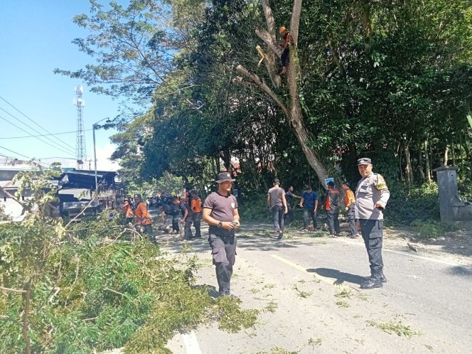 
 Sinergi Polri dan BPBD, Bripka Wiwin Susanto Pastikan Penebangan Pohon Berlangsung Aman dan Kondusif