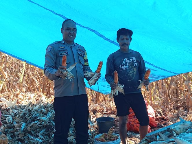 
 Polisi Penggerak Bripka Wiwin Susanto Pantau Panen Jagung Warga di Wilayah Binaan