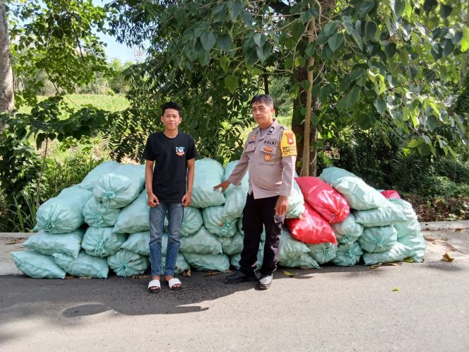 
 Dukung Ketahanan Pangan, Polisi Penggerak Aiptu Mansur Kawal Panen Jagung Warga di Desa Siame