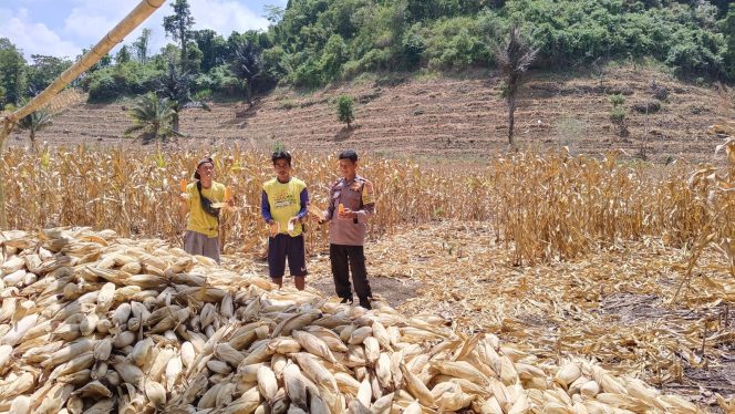 
 Bhabinkamtibmas Polsek Barebbo Pantau Panen Jagung Warga, Imbau Hasil Panen Disalurkan ke Bulog
