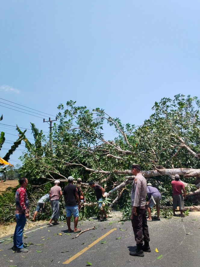 
 Gerak Cepat Polsek Barebbo Bersama Warga Bersihkan Pohon Mangga Melintang di Jalan, Arus Lalu Lintas Kembali Lancar