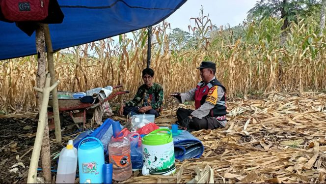 
 Jalin Kedekatan, dengan Warga, Bhabinkamtibmas, Aiptu Mustamin, Sambangi, Andi Baso Ibrahim, Saat, Panen Jagung,